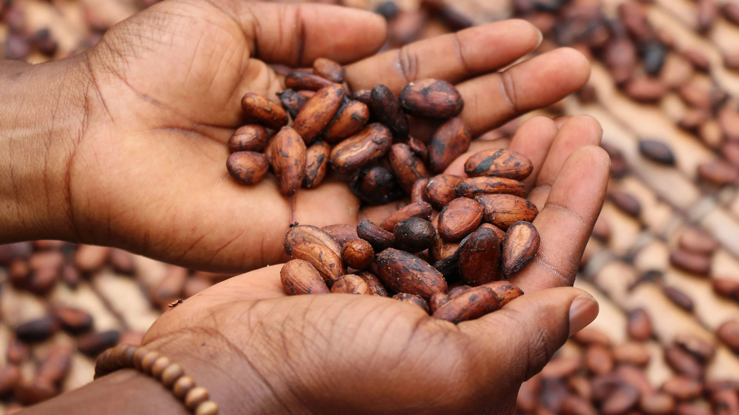 El cacao de Tabasco y su legado ancestral